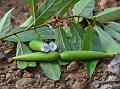 Khasi Swallow-Root